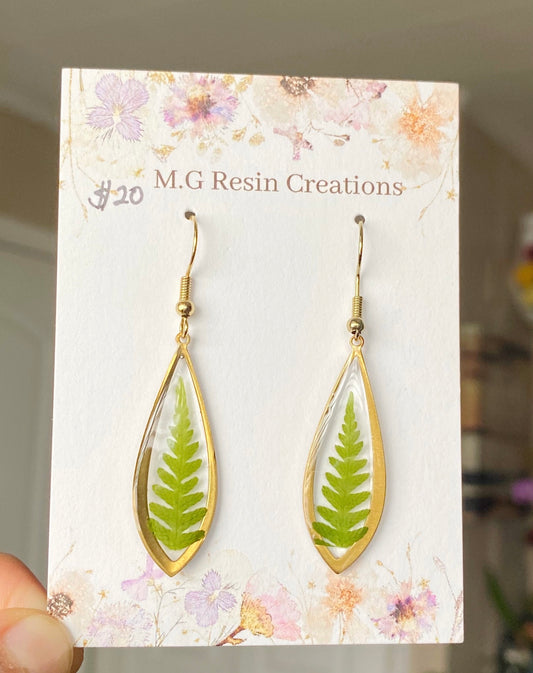 Ferns